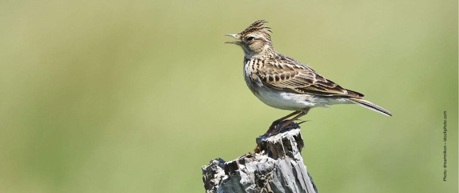 Biodiversity and conservation at the newPark.